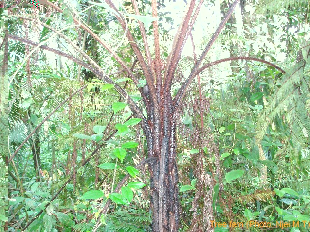 Tree Fern (Photo: Njei M.T)